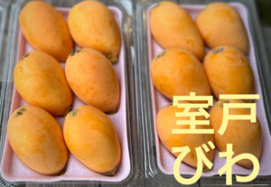 【期間限定】室戸特産びわをお届けします