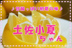 今年もあま～い土佐小夏ちゃんをお届け！