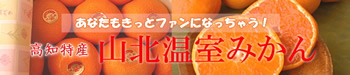 あの「山北みかん」の夏の味！山北ハウスみかんはこちらから