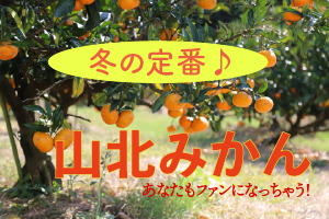山北みかんは甘いだけのみかんとは違います！