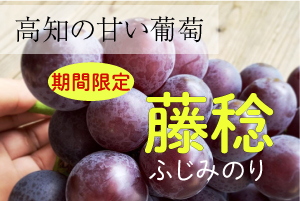 期間限定「土佐の黒葡萄」ご案内中！