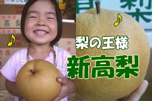 梨の王様「土佐の新高梨」はこちら！