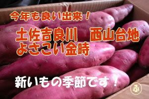 室戸・西山台地特産の本当に旨いおいもはこちら！