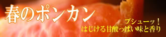 南国の味ポンカン!