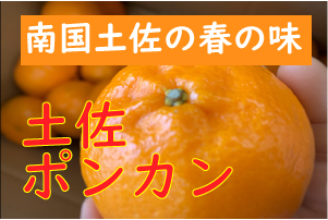 土佐のあまーいポンカン!