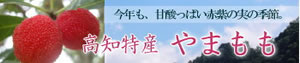 高知特産やまもも
